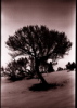 Sage Tree Silhouette