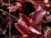 Red Leaves of Oregon Grape