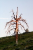 Dead Pine