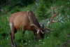 Bull Elk with Velvet